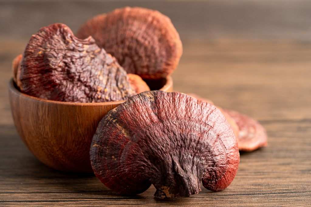 Reishi: benefici e proprietà del fungo medicinale