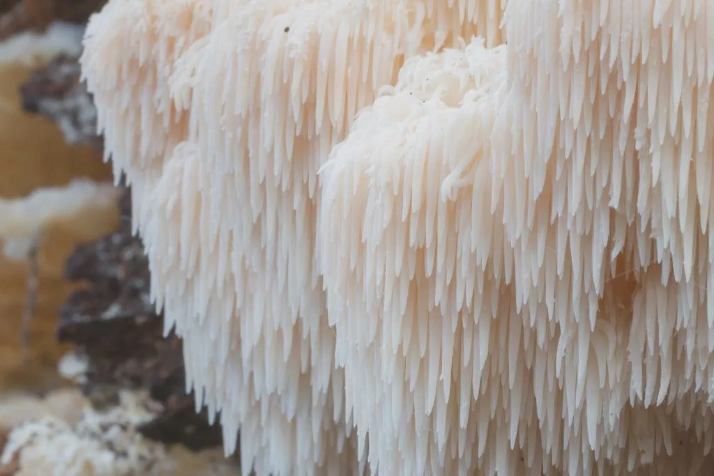 Hericium il fungo medicinale per Intestino e Cervello
