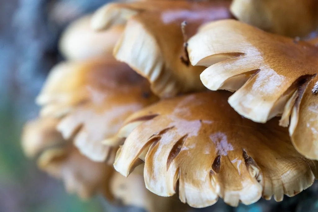 Maitake il fungo medicinale dalle potenti proprietà