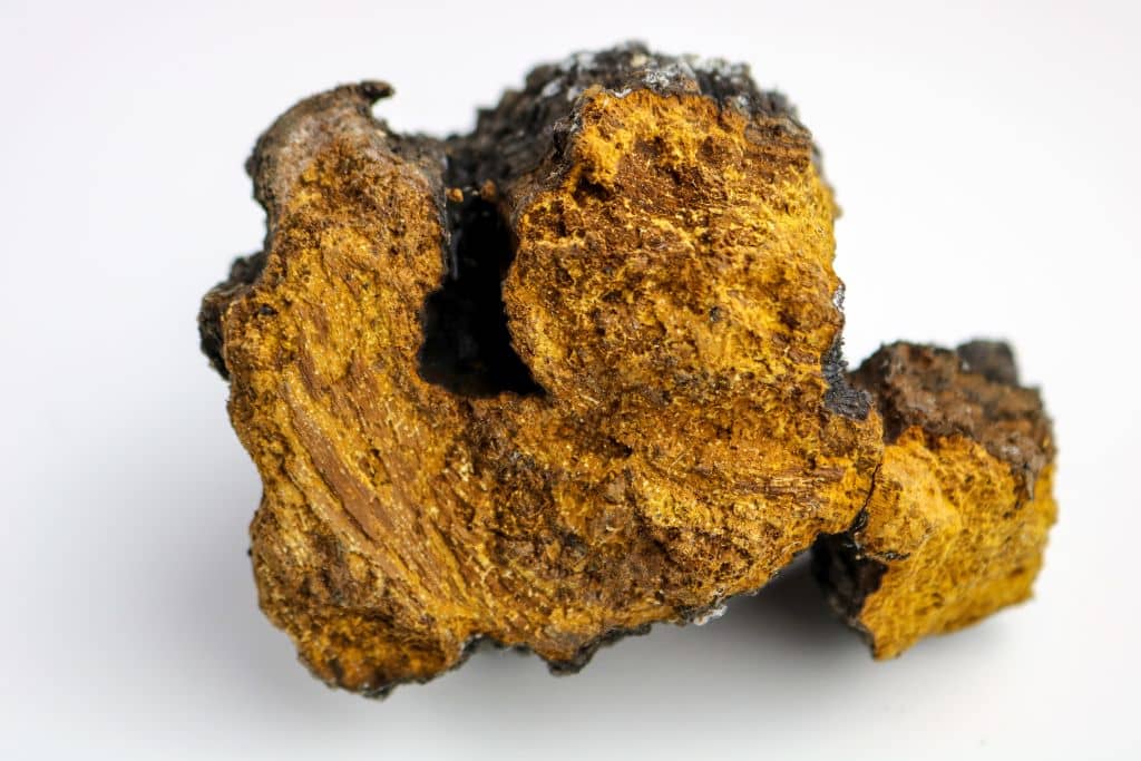 Chaga il fungo medicinale per il sistema immunitario