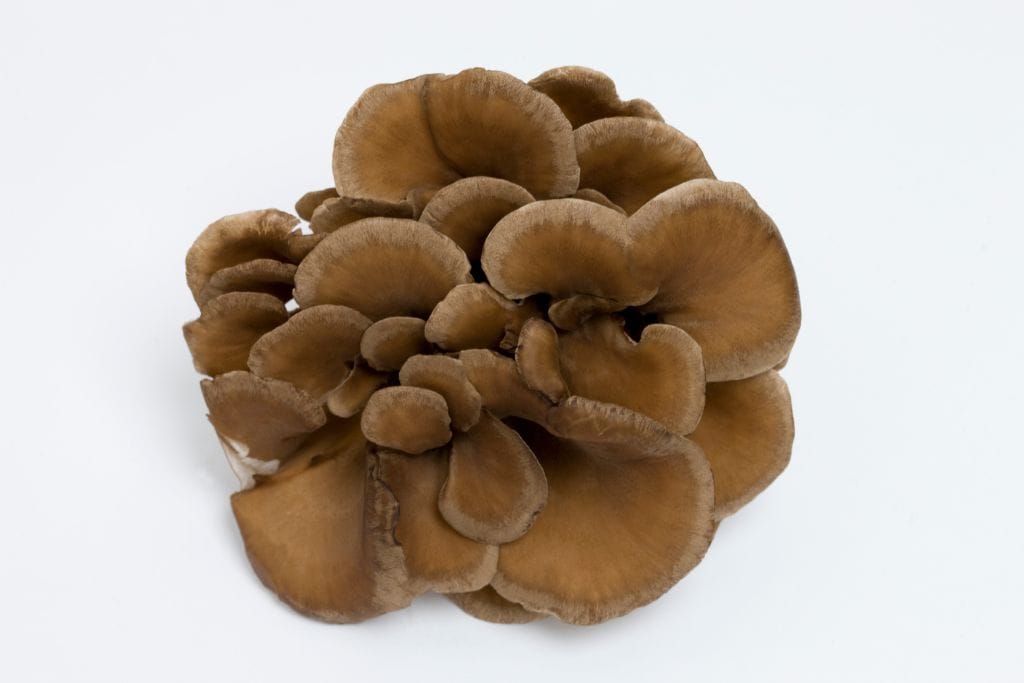 Polyporus il fungo del drenaggio naturale