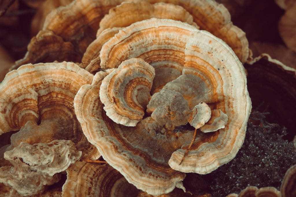 Coriolus Versicolor proprietà e benefici