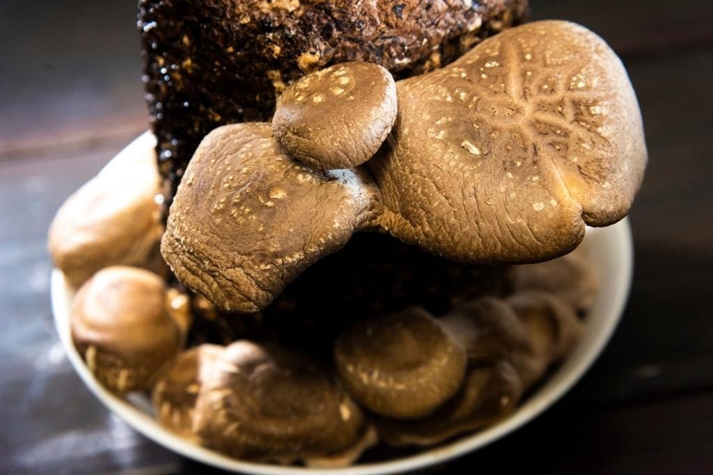 SHIITAKE BENEFICI E PROPRIETà
